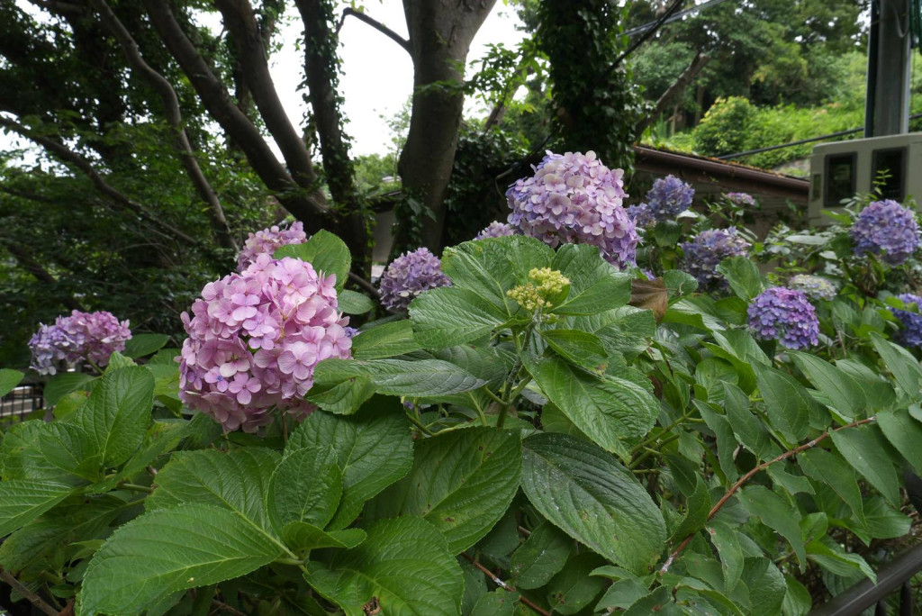 0718紫陽花